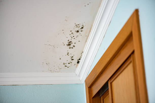 Best White Mold Remediation in Shiprock, NM