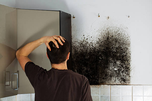 Best Residential Mold Remediation in Shiprock, NM