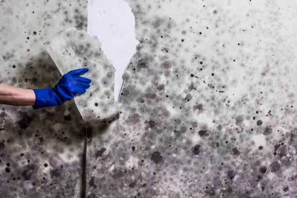 Best Health and Safety Mold Remediation in Shiprock, NM