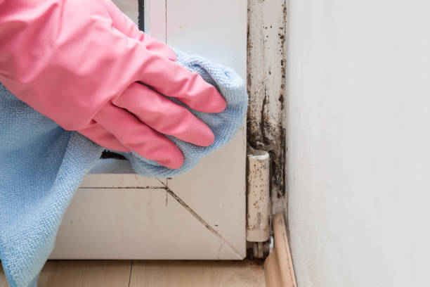 Best Bathroom Mold Remediation in Shiprock, NM