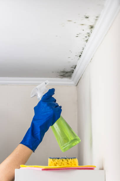 Best Commercial Mold Remediation in Shiprock, NM